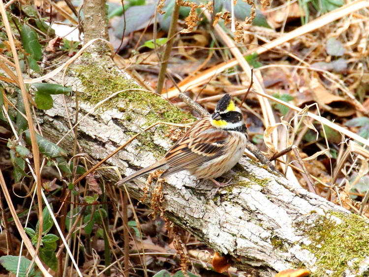 D ~}zIW @@@ޗǌ@2014/02/22@Photo by Manda