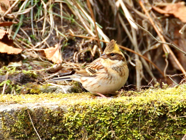 F ~}zIW @@@ޗǌ@2014/02/22@Photo by Manda