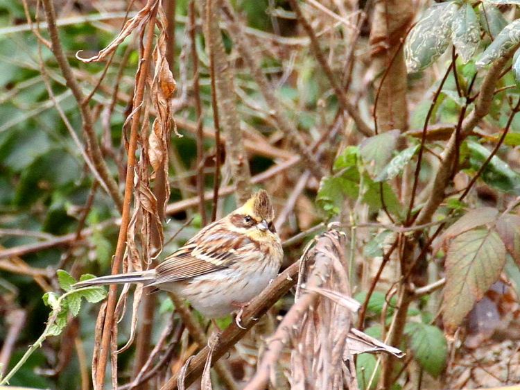 G ~}zIW @@@ޗǌ@2014/02/22@Photo by Manda