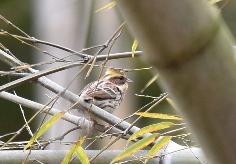 ~}zIW@@jR@s@2017/01/29@Photo by Hayashi@iʐ^񋟁F@сj