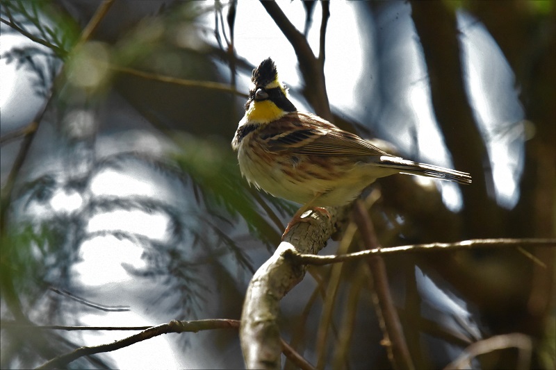  ~}zIWiT-1j@@s{A@ss@ 2019/03/09@Photo by Hayashi@iʐ^񋟁F@сj