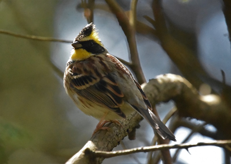  ~}zIWiT-2j@@s{A@ss@ 2019/03/09@Photo by Hayashi@iʐ^񋟁F@сj