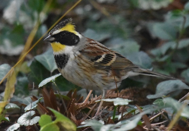 ~}zIWiT-3j@@s{A@ss@ 2019/03/09@Photo by Hayashi@iʐ^񋟁F@сj