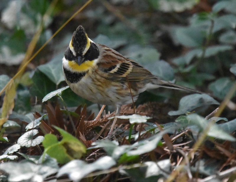 ~}zIWiT-4j@@s{A@ss@ 2019/03/09@Photo by Hayashi@iʐ^񋟁F@сj