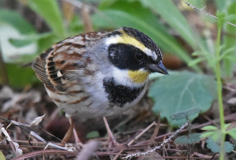 ~}zIWiT-5j@@s{A@ss@ 2019/03/09@Photo by Hayashi@iʐ^񋟁F@сj