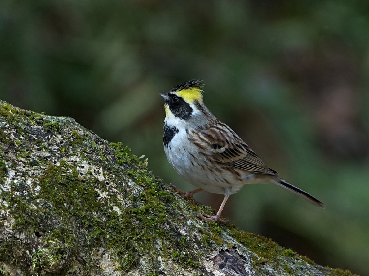 @ ~}zIW @@ޗǌ@ 2008/03/05@Photo by Mitchao