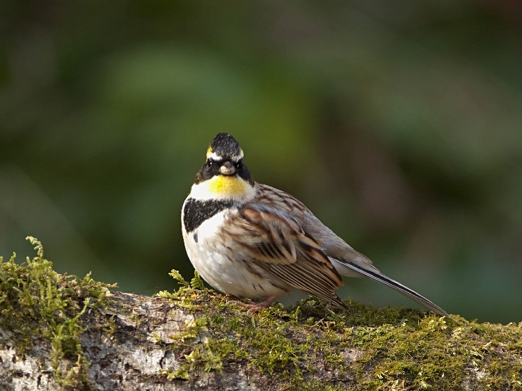 A ~}zIW @@ޗǌ@ 2008/03/05@Photo by Mitchao