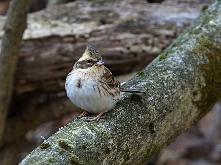 B ~}zIW @@ޗǌ@ 2008/03/05@Photo by Mitchao