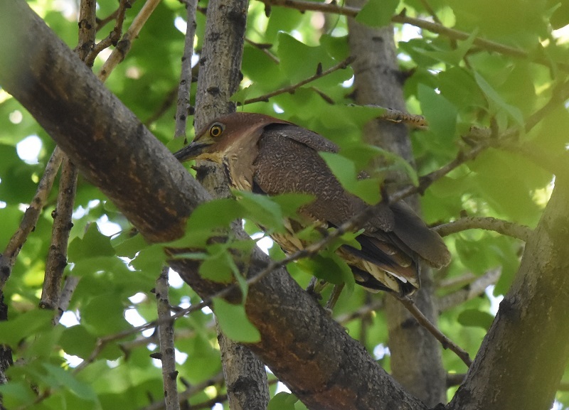 ミゾゴイ（６態-1）　大阪城　大阪市　2018/05/04　Photo by Hayashi　（写真提供：　林）