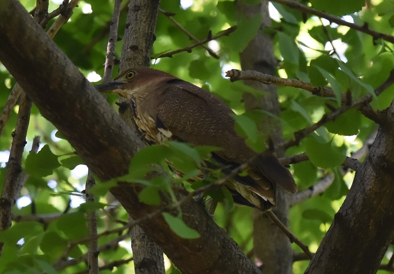 ミゾゴイ（６態-2）　大阪城　大阪市　2018/05/04　Photo by Hayashi　（写真提供：　林）