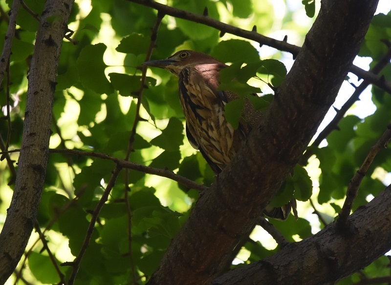 ミゾゴイ（６態-3）　大阪城　大阪市　2018/05/04　Photo by Hayashi　（写真提供：　林）
