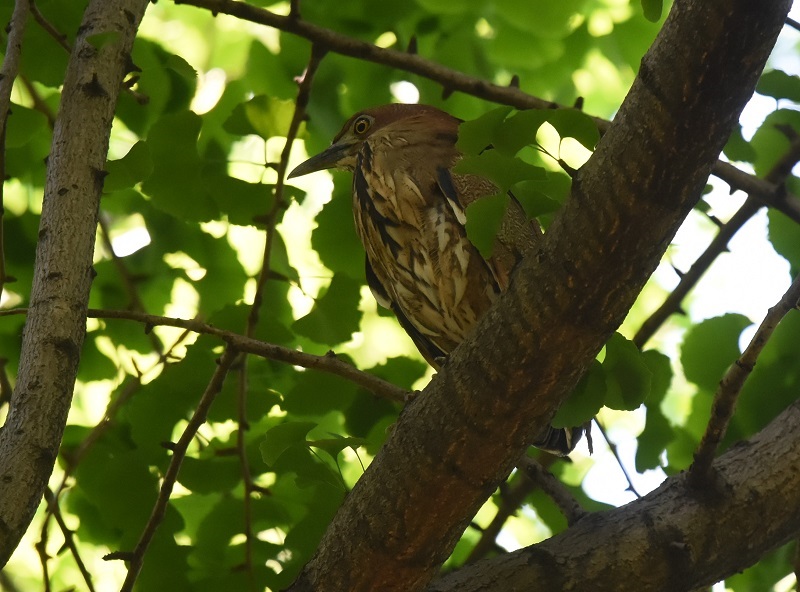 ミゾゴイ（６態-4）　大阪城　大阪市　2018/05/04　Photo by Hayashi　（写真提供：　林）