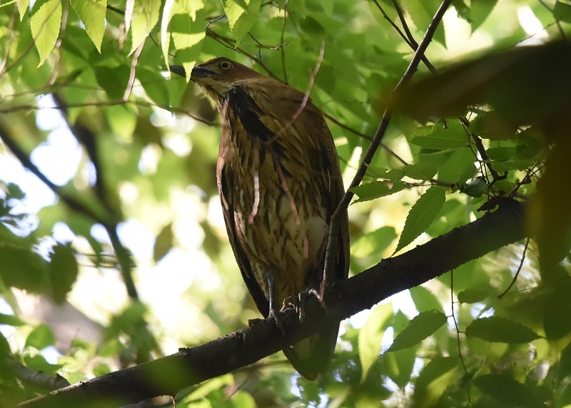 ミゾゴイ（６態-5）　大阪城　大阪市　2018/05/04　Photo by Hayashi　（写真提供：　林）