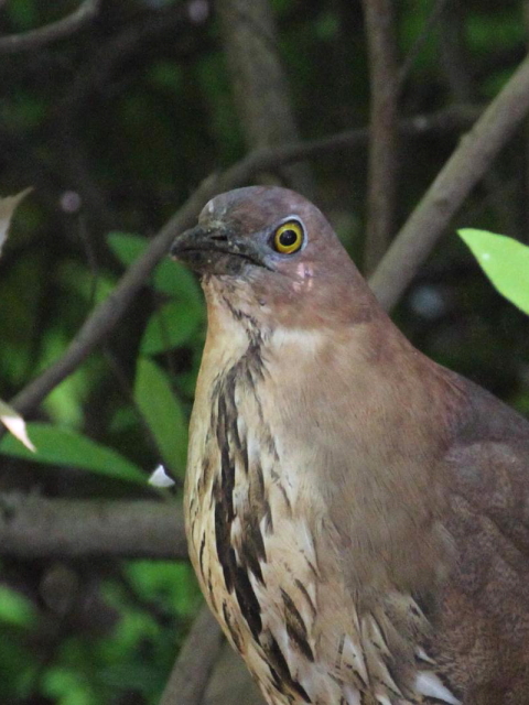 ③ ミゾゴイ　成鳥　大阪城　2013/04/29　Photo by Manda　（写真提供：　萬田）