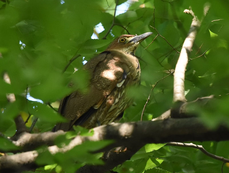 ミゾゴイ（６態-6）　大阪城　大阪市　2018/05/04　Photo by Hayashi　（写真提供：　林）