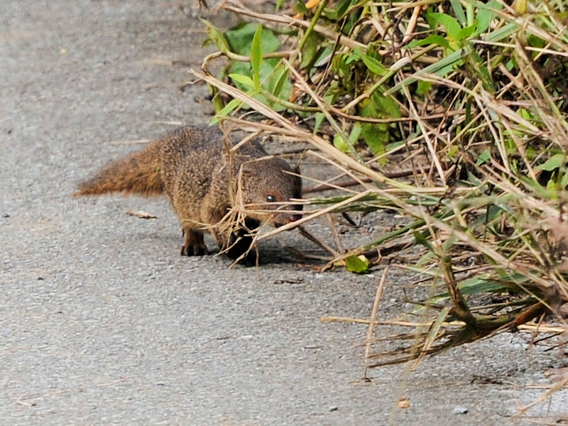 マングース　金武町　沖縄県　Kin-tyo, Okinawa Japan　2022/12/05　Photo by Kohyuh
