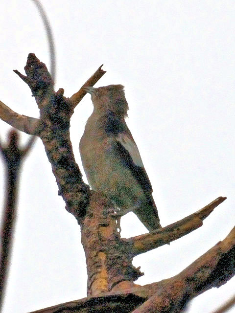 ① モンツキヒヨドリ ♂　成鳥　石垣島　沖縄県　2011/01/26　Photo by Kohyuh