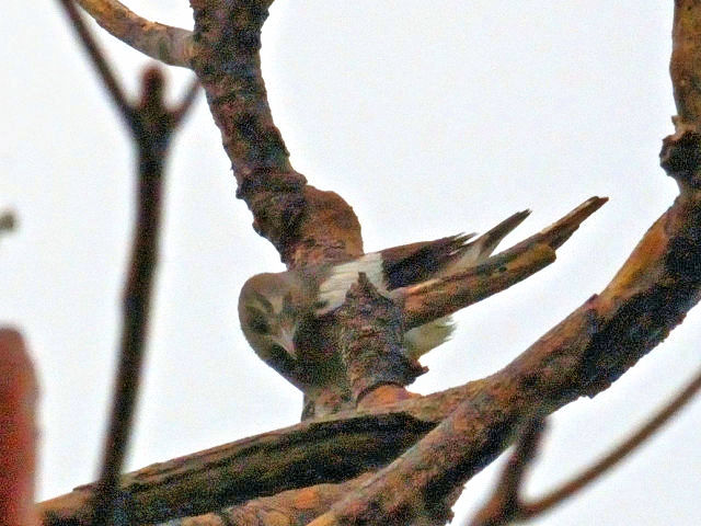 ② モンツキヒヨドリ ♂　成鳥　石垣島　沖縄県　2011/01/26　Photo by Kohyuh