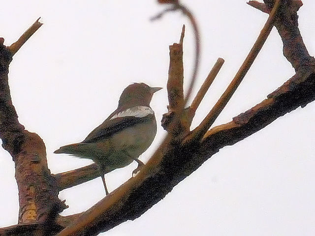 ③ モンツキヒヨドリ ♂　成鳥　石垣島　沖縄県　2011/01/26　Photo by Kohyuh
