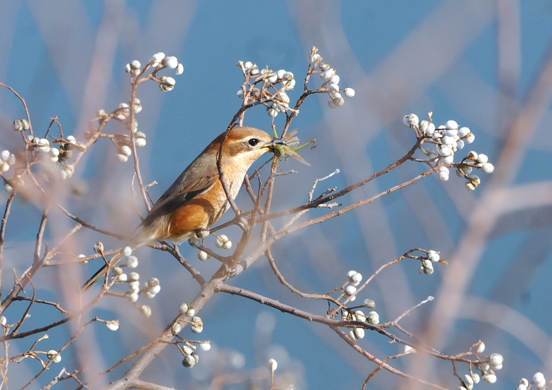 Y@iU-1j@J@s@2018/12/13@Photo by Takase@iʐ^񋟁F@j