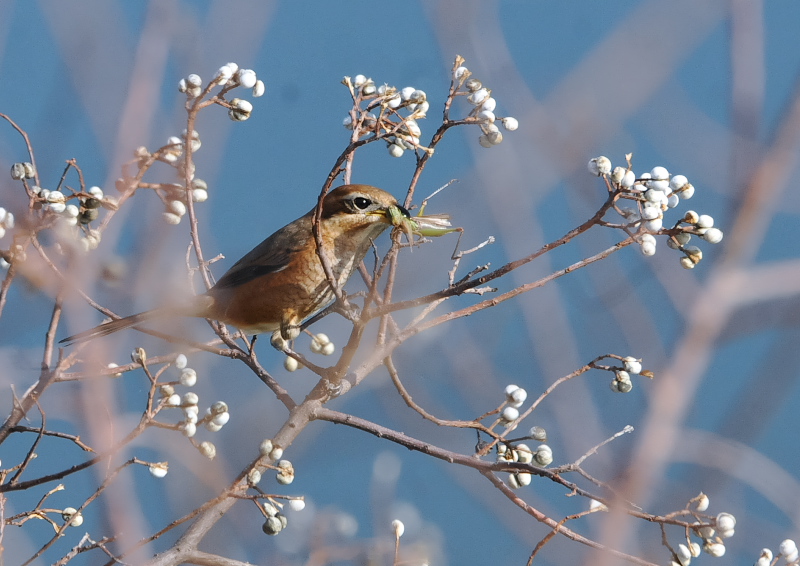 Y@iU-2j@J@s@2018/12/13@Photo by Takase@iʐ^񋟁F@j