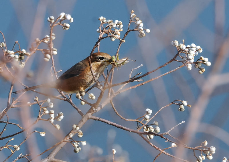 Y@iU-3j@J@s@2018/12/13@Photo by Takase@iʐ^񋟁F@j