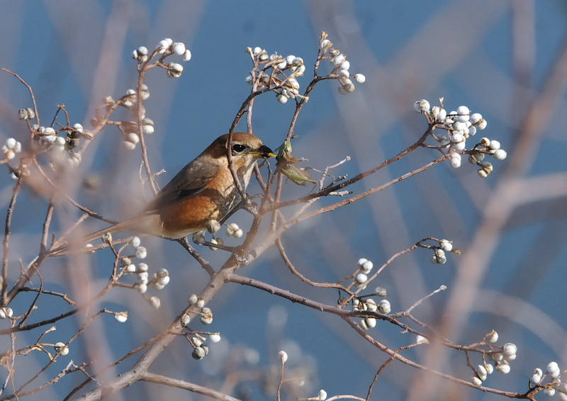 Y@iU-4j@J@s@2018/12/13@Photo by Takase@iʐ^񋟁F@j