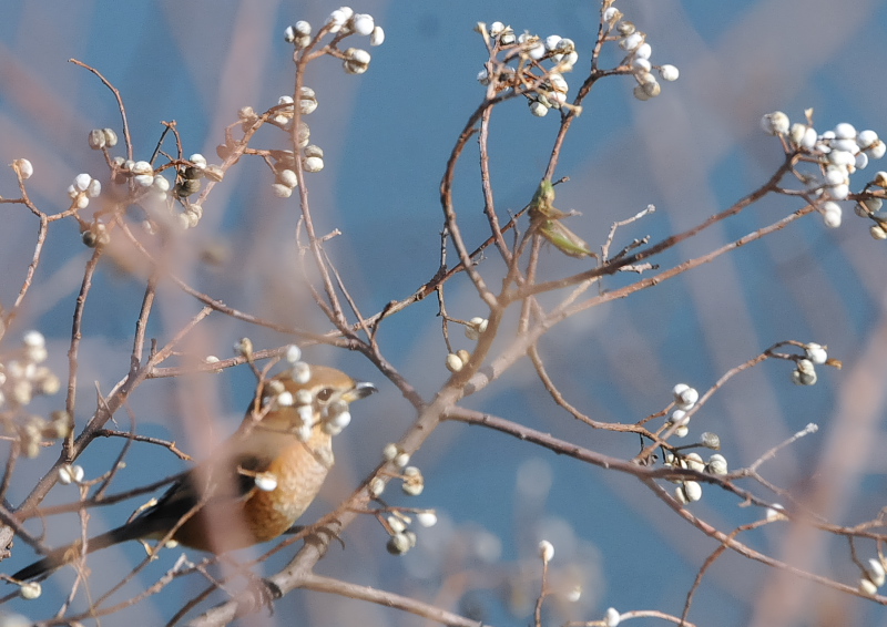Y@iU-5j@J@s@2018/12/13@Photo by Takase@iʐ^񋟁F@j