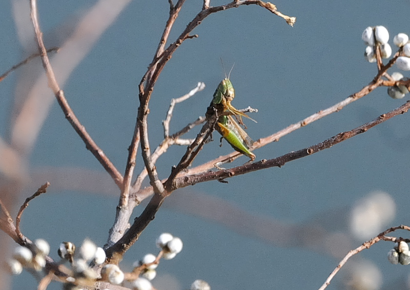 Y@iU-6j@J@s@2018/12/13@Photo by Takase@iʐ^񋟁F@j