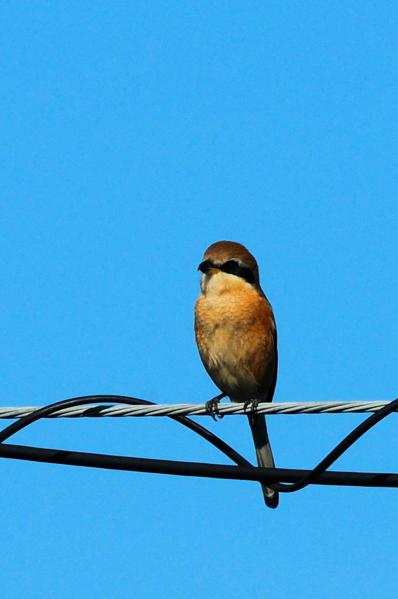 Y @@J@s@2022/11/25@Photo by Kohyuh