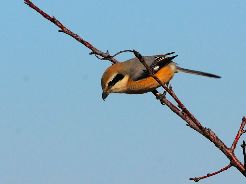 Y @@J@s2023/01/11@Photo by Kohyuh