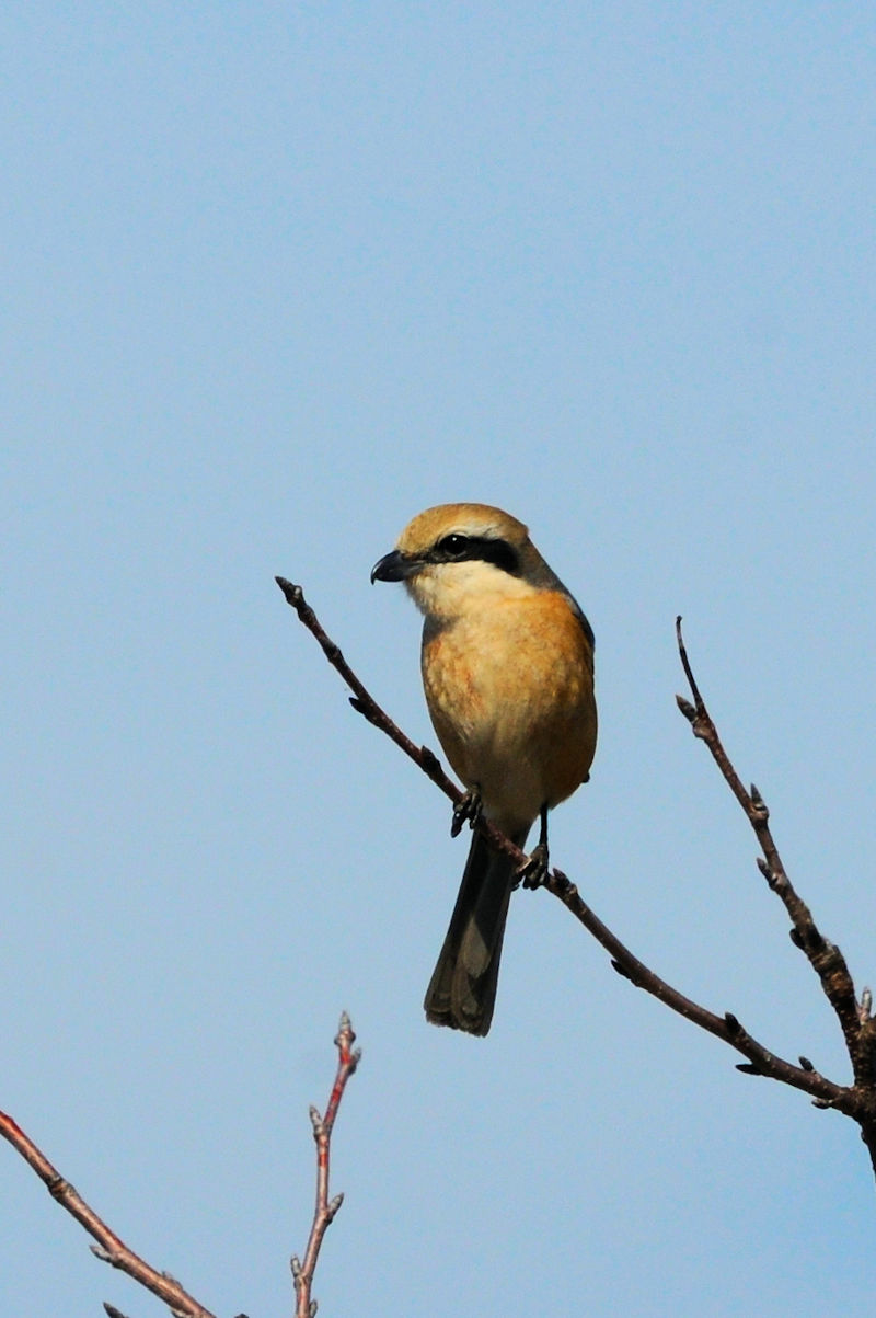 Y @@J@s@2023/03/05@Photo by Kohyuh