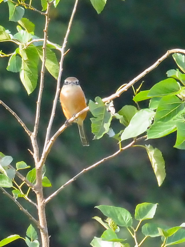 Y iR-1j@@@s@2016/10/09@Photo by Kohyuh