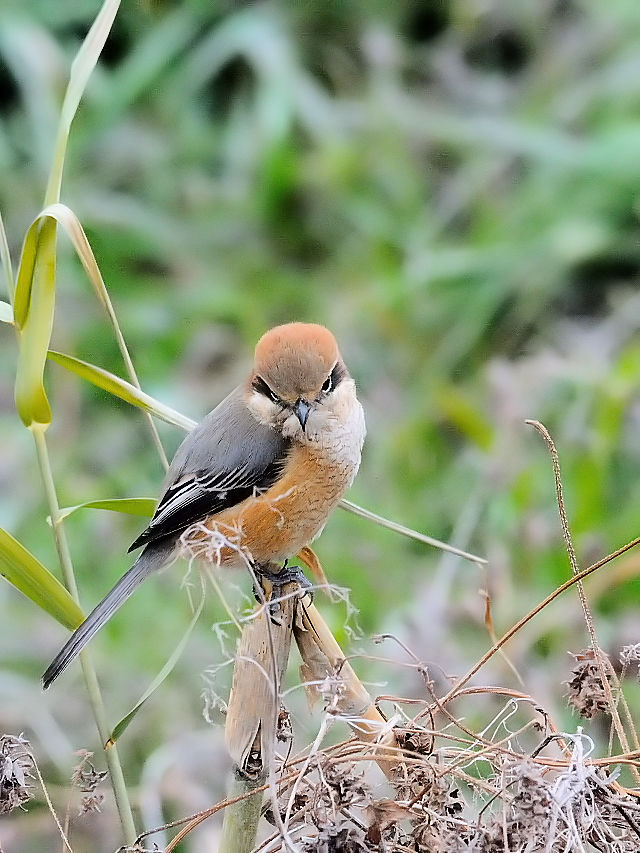 (11) Y @@s@@2012/01/08@Photo by Kohyuh