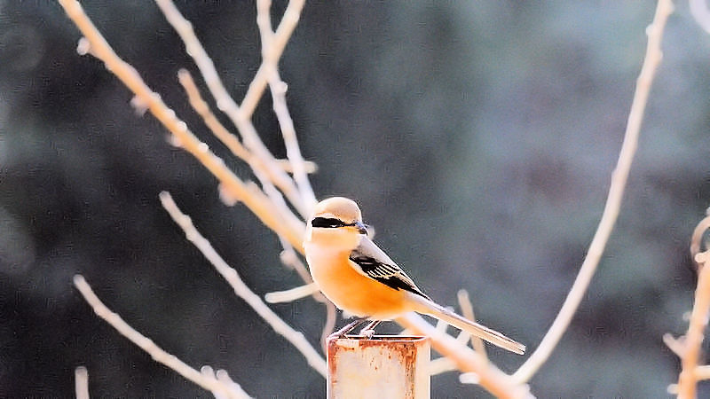 くろんど池の野鳥たち（１５態-15） くろんど池　生駒市 2018/01/15　Photo by Kohyuh （写真提供：　好酉）
