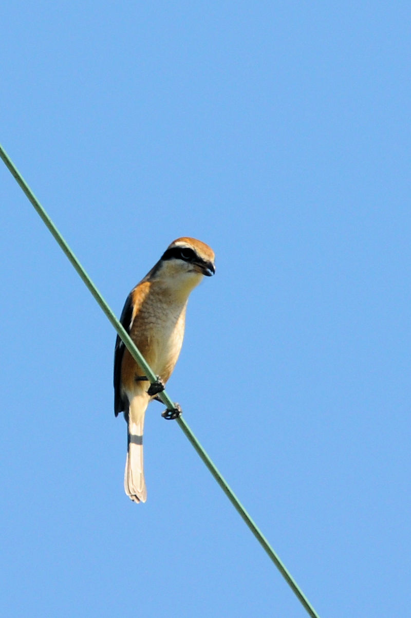 Y  @h@s@2021/10/03@Photo by Kohyuh