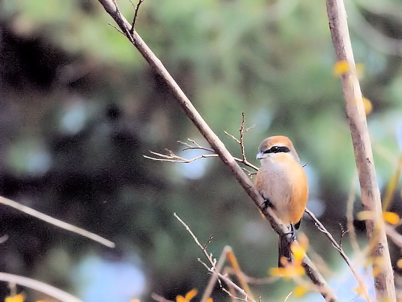 Y@iQ-2j@ԔLOߌΒn@2018/01/07@Photo by Kohyuh