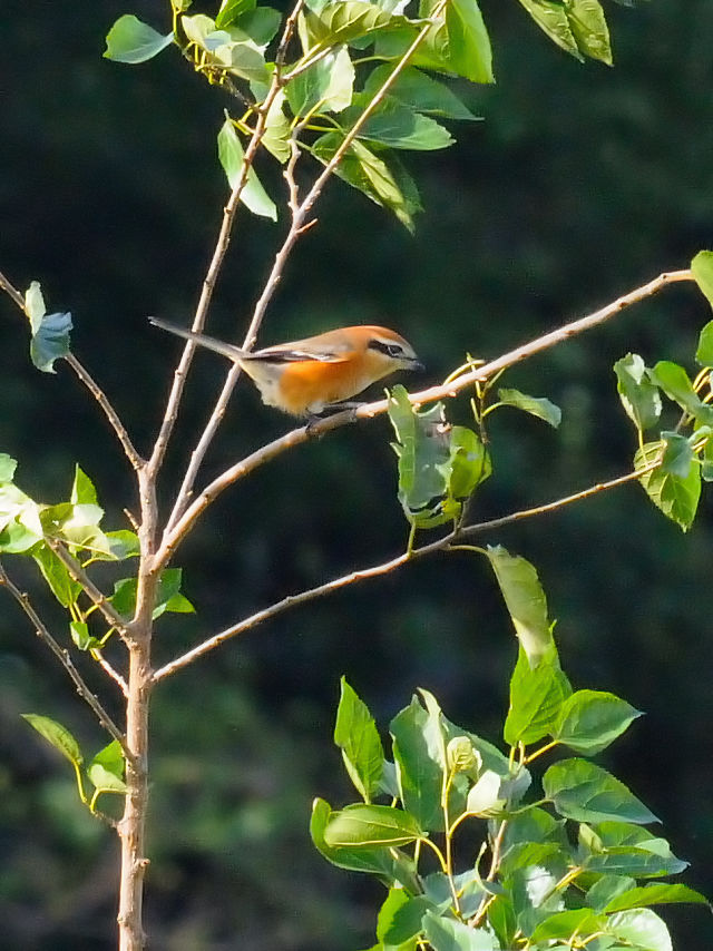 Y iR-2j@@@s@2016/10/09@Photo by Kohyuh