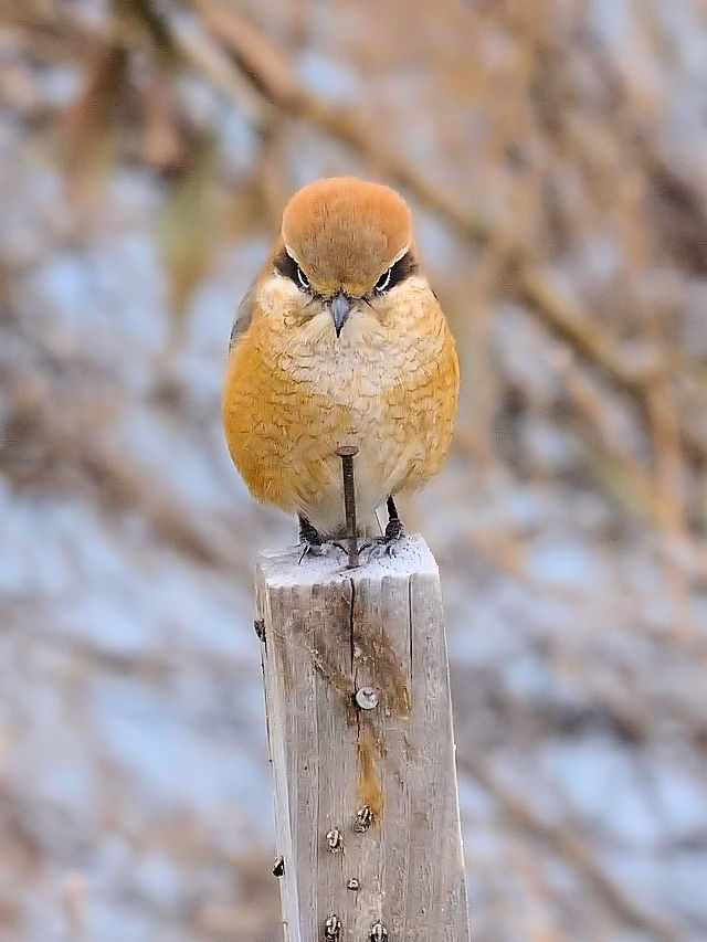 (12) Y @@s@@2012/01/08@Photo by Kohyuh