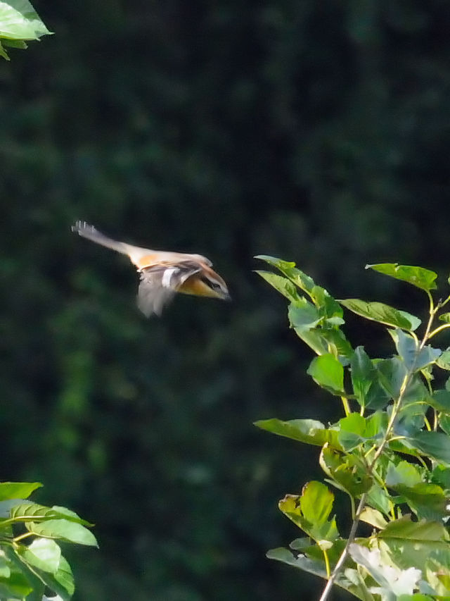 Y iR-3j@@@s@2016/10/09@Photo by Kohyuh