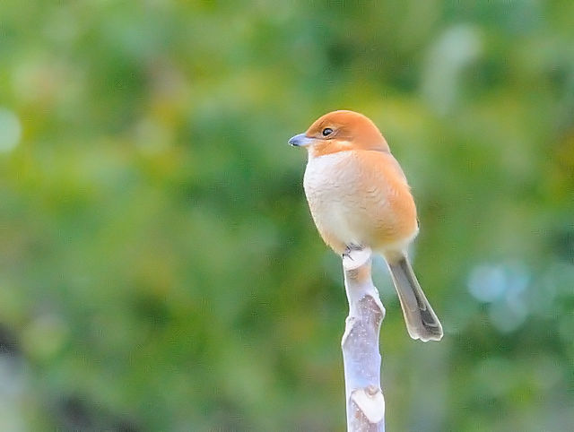 Y @@썶݁@s@2017/11/19@Photo by Kohyuh