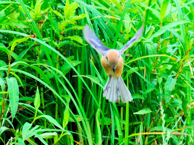 ⑦ モズ　成鳥　ホバリング　琵琶湖さざなみ街道　滋賀県　2012/06/26　Photo by Kohyuh