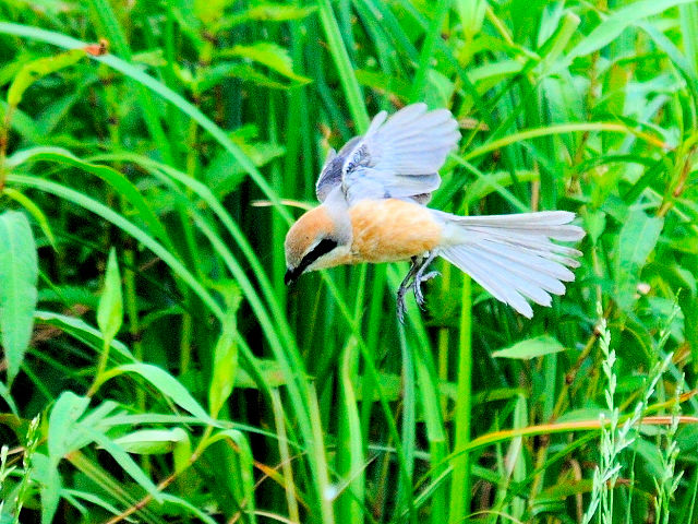 ⑧ モズ　成鳥　ホバリング　琵琶湖さざなみ街道　滋賀県　2012/06/26　Photo by Kohyuh
