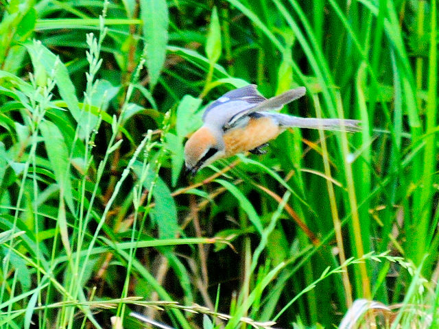 ⑨ モズ　成鳥　ホバリング　琵琶湖さざなみ街道　滋賀県　2012/06/26　Photo by Kohyuh