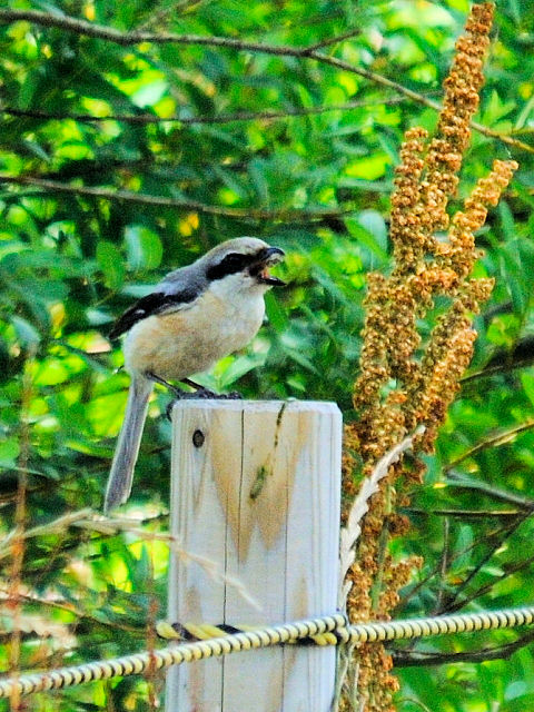 ⑤ モズ　成鳥　夏羽　琵琶湖さざなみ街道　滋賀県　2012/06/26　Photo by Kohyuh