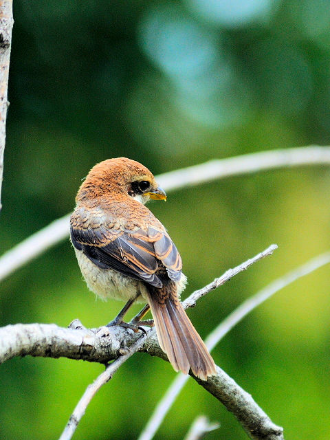 ① モズ　幼鳥　琵琶湖さざなみ街道　滋賀県　2012/06/26　Photo by Kohyuh