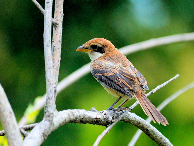 ② モズ　幼鳥　琵琶湖さざなみ街道　滋賀県　2012/06/26　Photo by Kohyuh