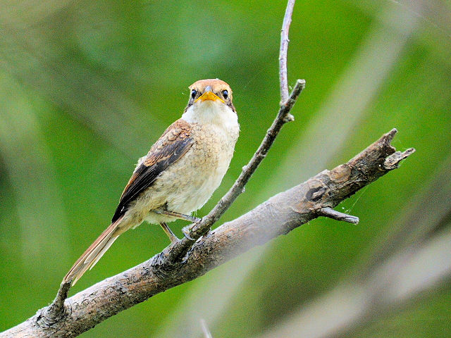 ③ モズ　幼鳥　琵琶湖さざなみ街道　滋賀県　2012/06/26　Photo by Kohyuh