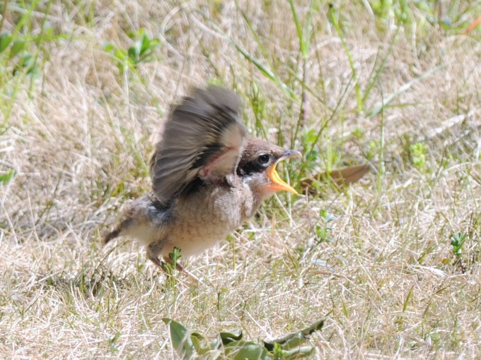 D Y @c@s@2009/03/30@Photo by Takayama