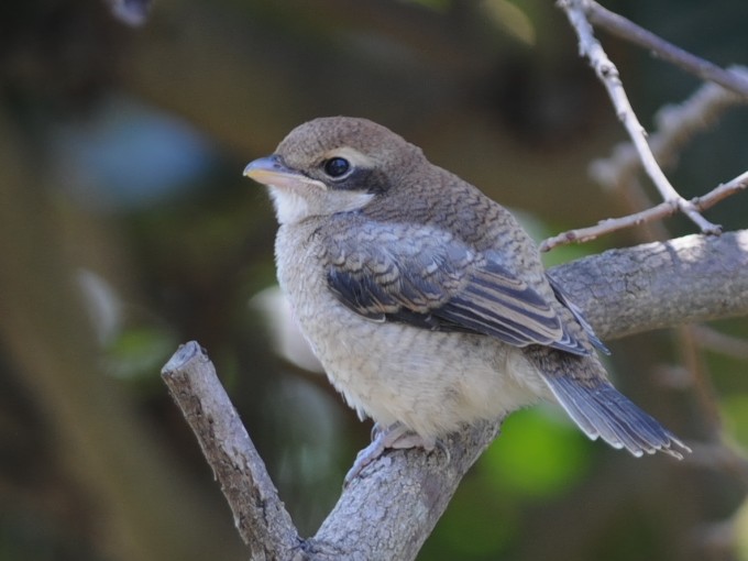 E Y @c@s@2009/04/09@Photo by Takayama